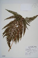 南海鱗毛蕨藏品圖，第1張