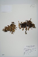 抱樹蕨、伏石蕨藏品圖，第1張