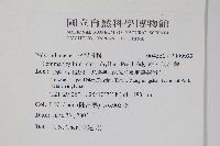 抱樹蕨、伏石蕨藏品圖，第2張