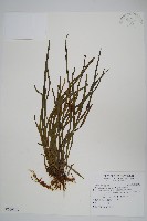 姬書帶蕨藏品圖，第1張