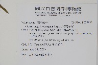 姬書帶蕨藏品圖，第2張