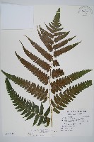 廣葉鋸齒雙蓋蕨藏品圖，第1張