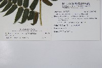 廣葉鋸齒雙蓋蕨藏品圖，第2張