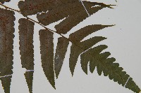 廣葉鋸齒雙蓋蕨藏品圖，第3張