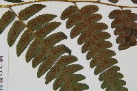 廣葉鋸齒雙蓋蕨藏品圖，第4張