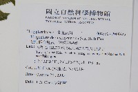 翅軸假金星蕨、短柄卵果蕨藏品圖，第2張