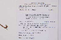 東洋蹄蓋蕨藏品圖，第2張