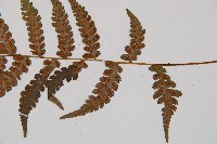 東洋蹄蓋蕨藏品圖，第3張