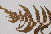 東洋蹄蓋蕨藏品圖，第4張