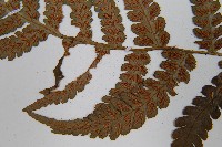 東洋蹄蓋蕨藏品圖，第5張