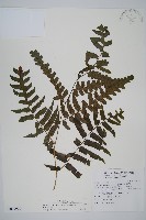 廣葉鋸齒雙蓋蕨藏品圖，第1張