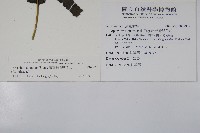 廣葉鋸齒雙蓋蕨藏品圖，第2張