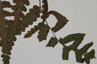 廣葉鋸齒雙蓋蕨藏品圖，第3張