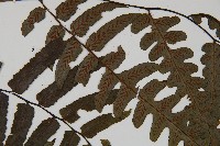 廣葉鋸齒雙蓋蕨藏品圖，第4張