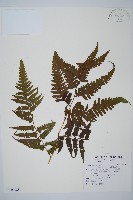 臺灣雙蓋蕨藏品圖，第1張