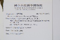 臺灣雙蓋蕨藏品圖，第2張