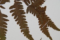 臺灣雙蓋蕨藏品圖，第3張