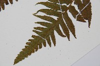 臺灣雙蓋蕨藏品圖，第5張