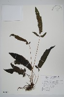 新月蕨藏品圖，第1張