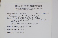 新月蕨藏品圖，第2張