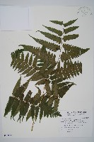 臺灣雙蓋蕨藏品圖，第1張