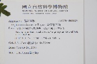 臺灣雙蓋蕨藏品圖，第2張