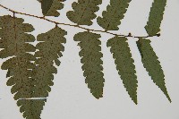 臺灣雙蓋蕨藏品圖，第3張