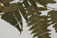 臺灣雙蓋蕨藏品圖，第4張