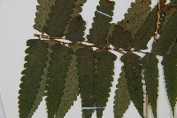 臺灣雙蓋蕨藏品圖，第5張