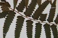 刺柄雙蓋蕨藏品圖，第7張