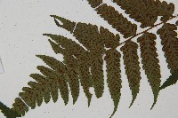 刺柄雙蓋蕨藏品圖，第8張