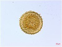 刺柄雙蓋蕨藏品圖，第3張