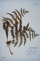 栗蕨藏品圖，第1張