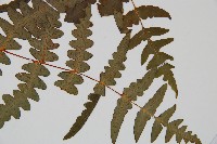 栗蕨藏品圖，第3張