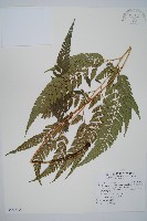 小葉複葉耳蕨藏品圖，第1張