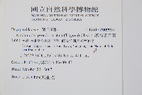 小葉複葉耳蕨藏品圖，第2張