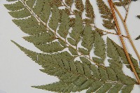 小葉複葉耳蕨藏品圖，第3張