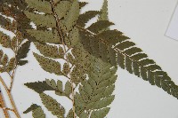 小葉複葉耳蕨藏品圖，第4張