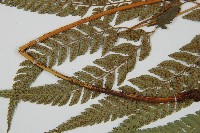 小葉複葉耳蕨藏品圖，第5張