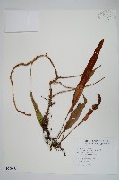 石葦藏品圖，第1張