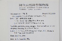 芒萁藏品圖，第2張