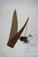 大星蕨藏品圖，第1張