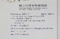 大星蕨藏品圖，第2張