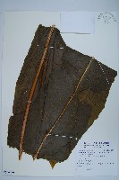 膜葉星蕨藏品圖，第1張