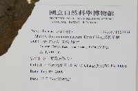 膜葉星蕨藏品圖，第2張