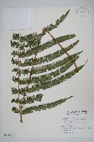 斜葉金星蕨藏品圖，第1張