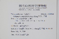 斜葉金星蕨藏品圖，第2張