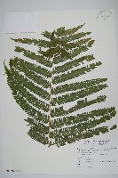 斜葉金星蕨藏品圖，第3張