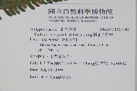 斜葉金星蕨藏品圖，第4張