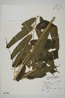 華鳳丫蕨藏品圖，第1張